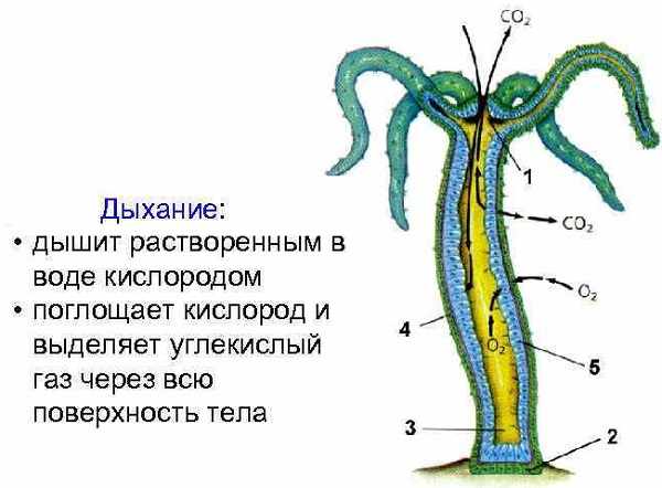 Kraken ссылка актуальная